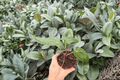 Anthurium AOS × RUDP | 2 Exact Live Plants, 4-Inch Bare Root