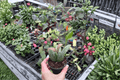 Hoya Sigillatis Splash Cuttings – 2 Fresh Cuttings (Not Rooted)