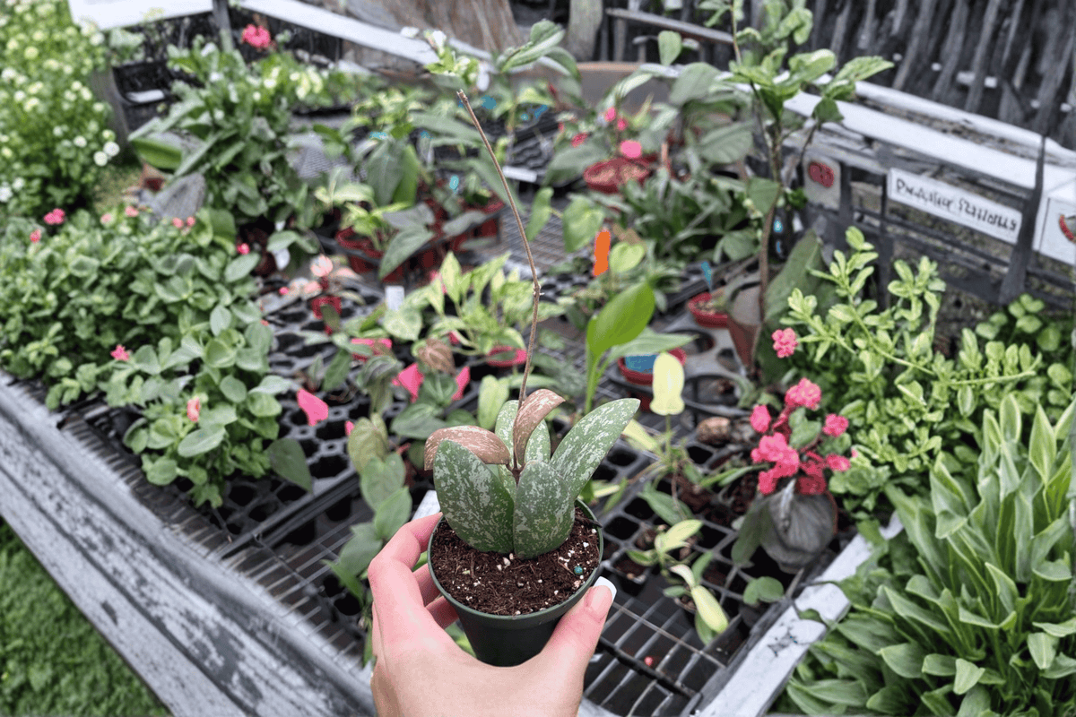 Hoya Sigillatis Splash Cuttings – 2 Fresh Cuttings (Not Rooted)