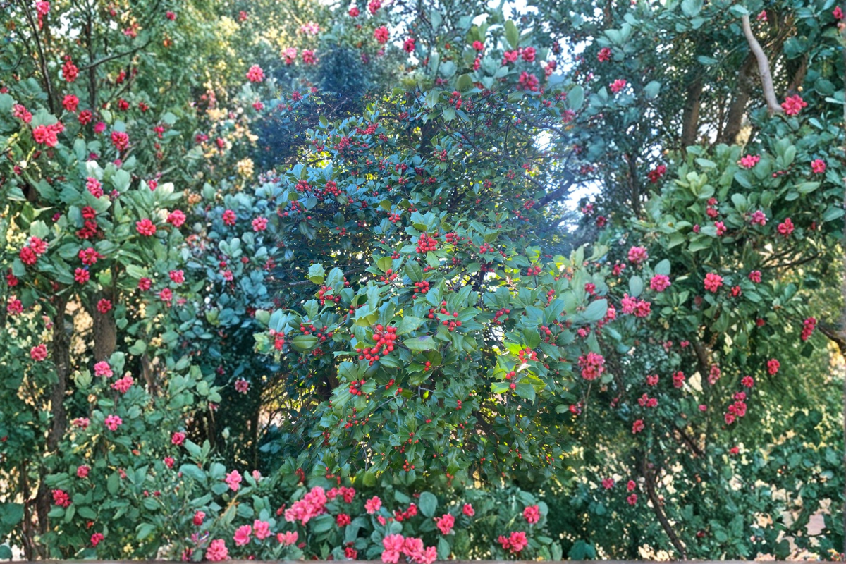 American Holly Cave Hill (Ilex opaca) Female 12in Live Plant - 1 Gallon Pot