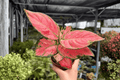 Aglaonema Super Pink - 2 Live Plants in 4-Inch Pots