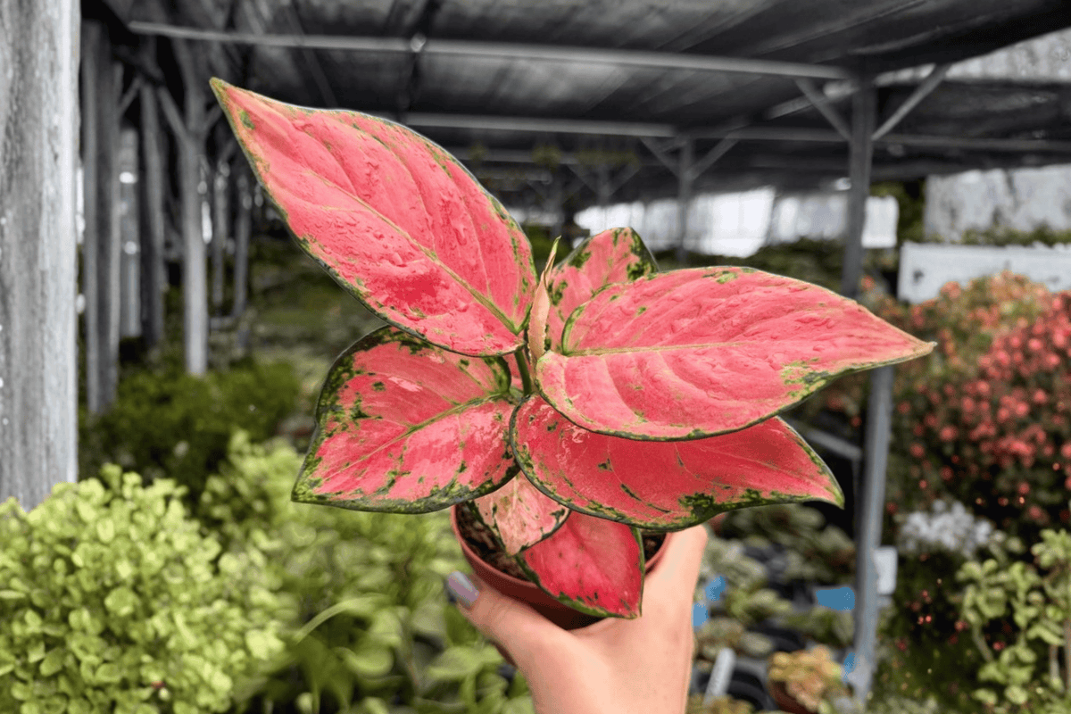 Aglaonema Super Pink - 2 Live Plants in 4-Inch Pots