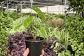 Alocasia Frydek (Alocasia micholitziana 'Frydek') - 2 Live 4-Inch Potted Plants