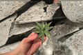 Agave 'Porcupine' Century Plant Starter Plants - Bare Root (2) | Porcupine Agave