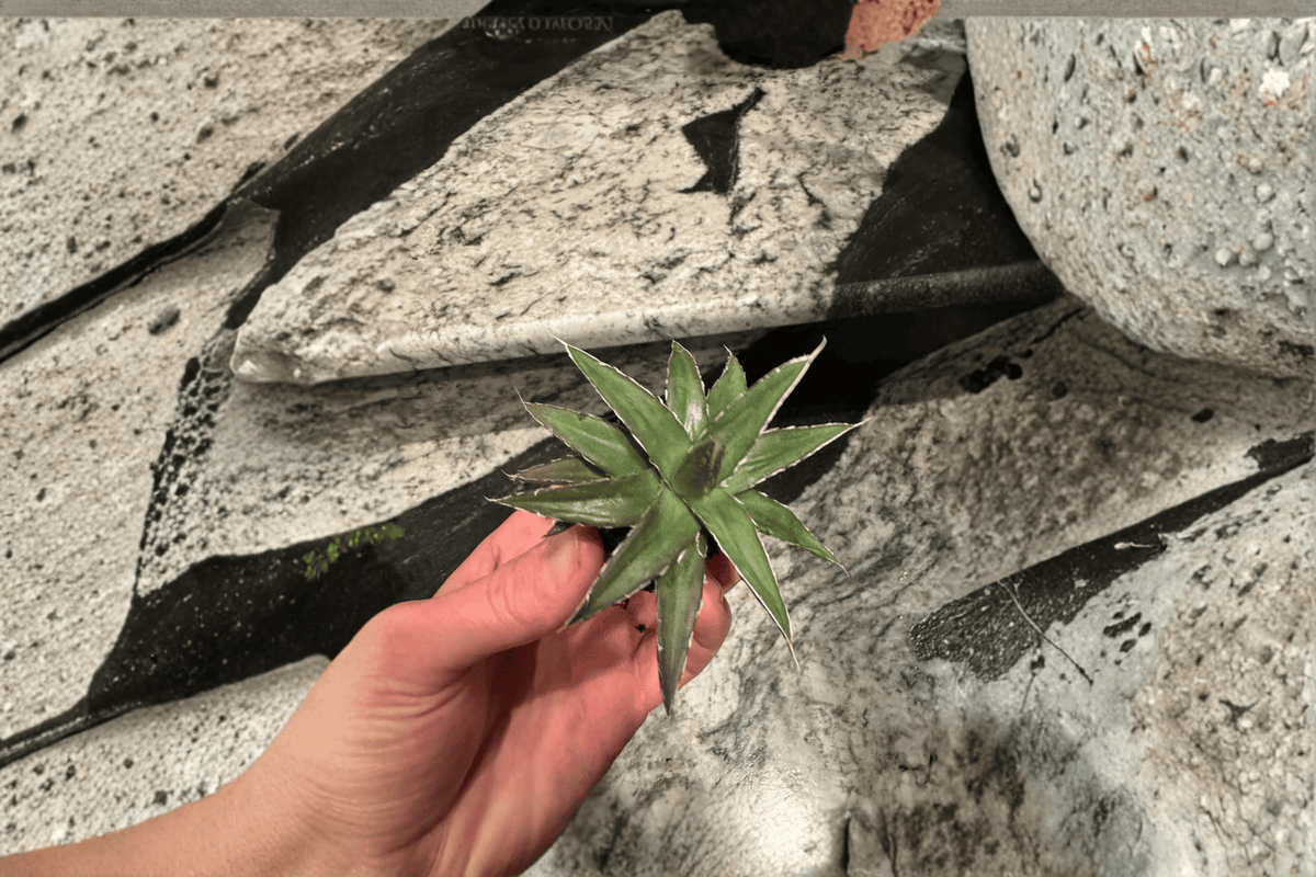 Agave 'Porcupine' Century Plant Starter Plants - Bare Root (2) | Porcupine Agave