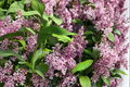 James Macfarlane Lilac - Syringa × prestoniae Live Plant in 2 Gal Pot (Pink Flowers, Cold Hardy)