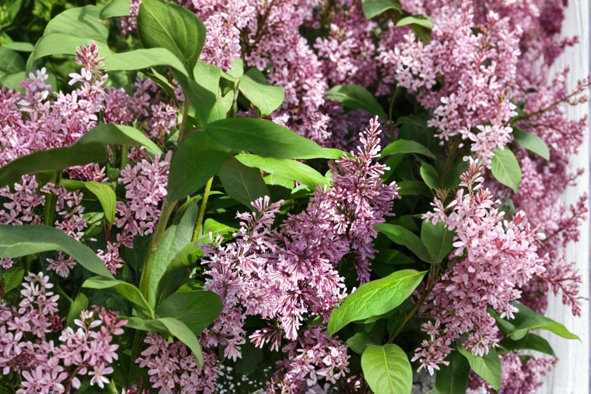 James Macfarlane Lilac - Syringa × prestoniae Live Plant in 2 Gal Pot (Pink Flowers, Cold Hardy)