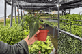 Anthurium Fort Sherman × Dark Silver – 2 Live Plants in 4-Inch Pots