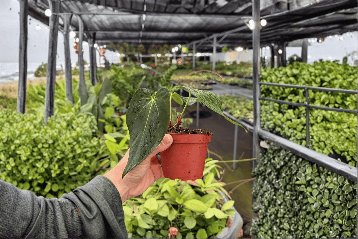 Anthurium Fort Sherman × Dark Silver – 2 Live Plants in 4-Inch Pots