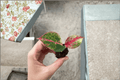 Aglaonema 'Red Stardust' Starter Plants – 2 Bare Root