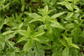 Lemon Verbena 4-Inch Pot | Aloysia triphylla Live Plant