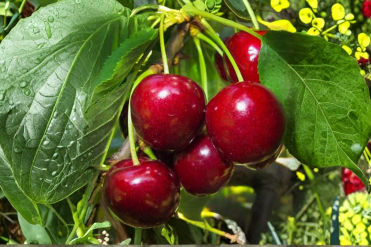Ponderosa Lemon Seeds - 5 Seeds for Indoor Pot or Outdoor Garden