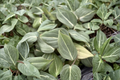 Philodendron Gloriosum Live Plant | 2-Inch Pot, Starter Plant / Rooted Cutting