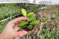 Hoya DS-70 Variegated Starter Plants (2-Pack) - Bare Root, 2-Inch Pots Included Not Included