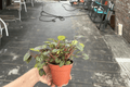 Peperomia Piccolo Banda - 2 Live Plants in 4-Inch Pots