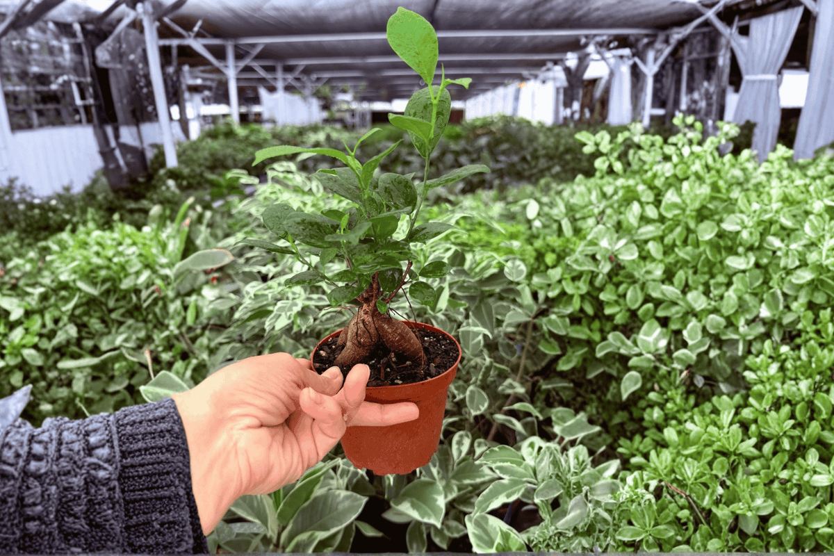 Ficus Ginseng 2 Live Plants in 4-Inch Pots | Ficus microcarpa, Indoor Bonsai-Style