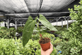 Anthurium Hoffmannii x Red Gunsal 2 Live Plants in 4-Inch Pots