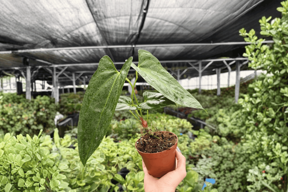 Anthurium Hoffmannii x Red Gunsal 2 Live Plants in 4-Inch Pots