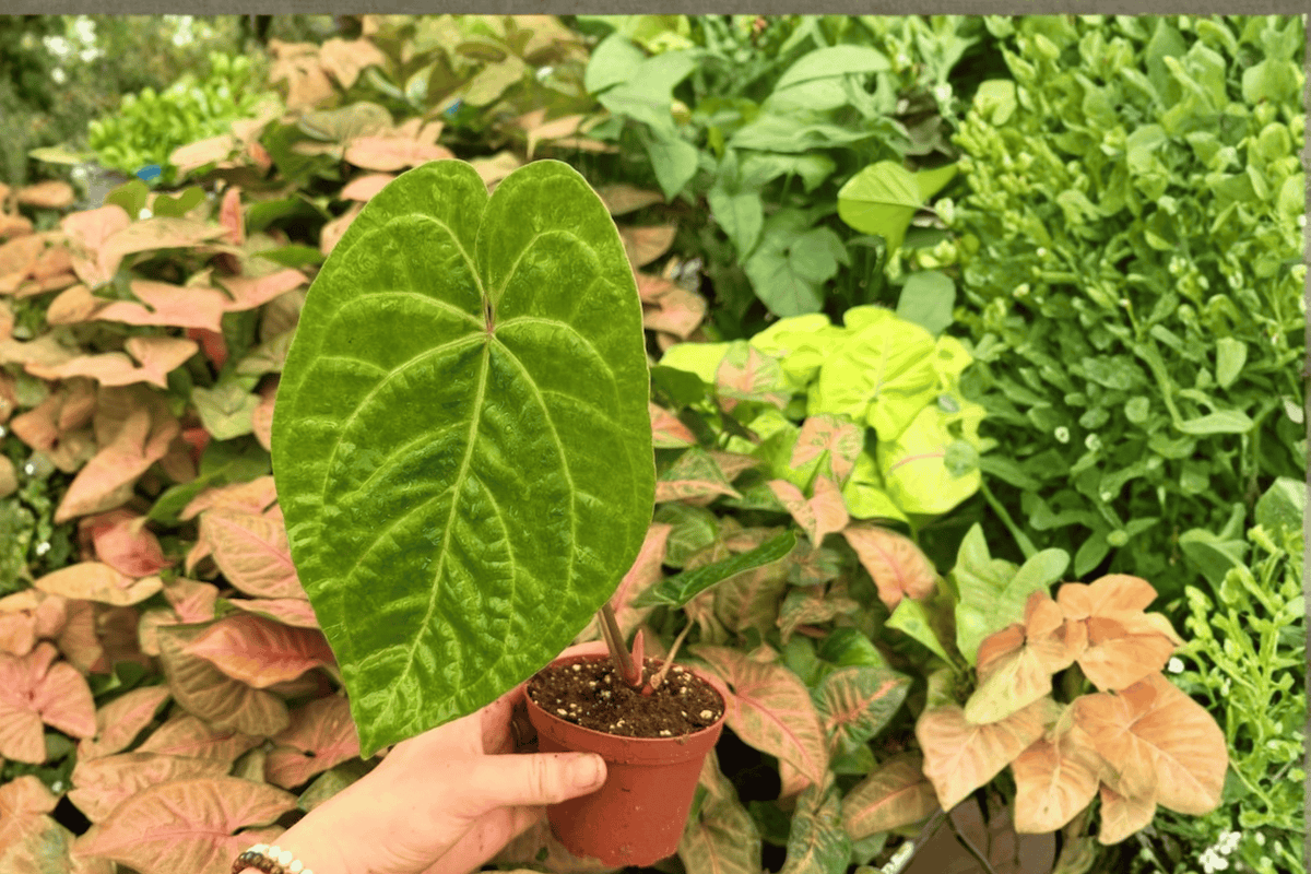 Anthurium FS x Xone Hybrid - 2 Exact Live Plants in 4-Inch Pots