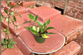 Hoya Macrophylla Variegata Live Plant in 4 Inch Pot | Variegated Hoya Starter Plant