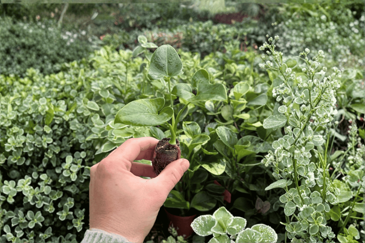 Philodendron Goeldii Thaumatophyllum spruceanum Starter Plants - 2 Exact Live Plugs