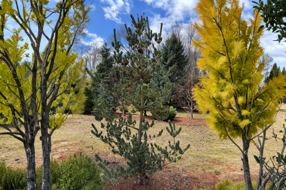 Blue Japanese White Pine (Pinus parviflora ‘Glauca’) - 1 Gallon, ~12” Tall Live Plant