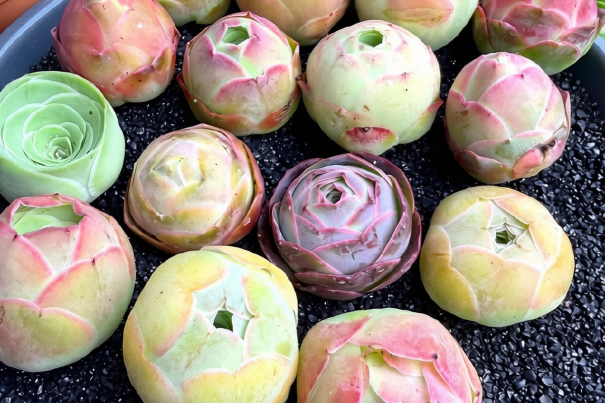 Mountain Rose Succulent Aeonium (Greenovia) - 6 Live Mini Plants, ~1 inch each