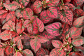 Hypoestes 'Red Splash' Live Plant – 2.5" Pot | Polka Dot Plant
