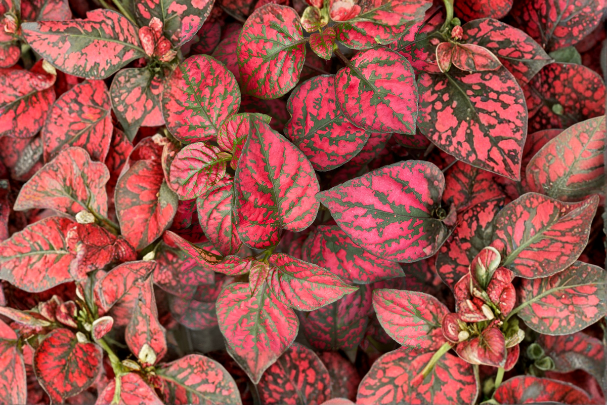 Hypoestes 'Red Splash' Live Plant – 2.5" Pot | Polka Dot Plant