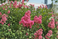 Pink Crape Myrtle Hopi (Lagerstroemia indica) - 2 Gallon Live Plant