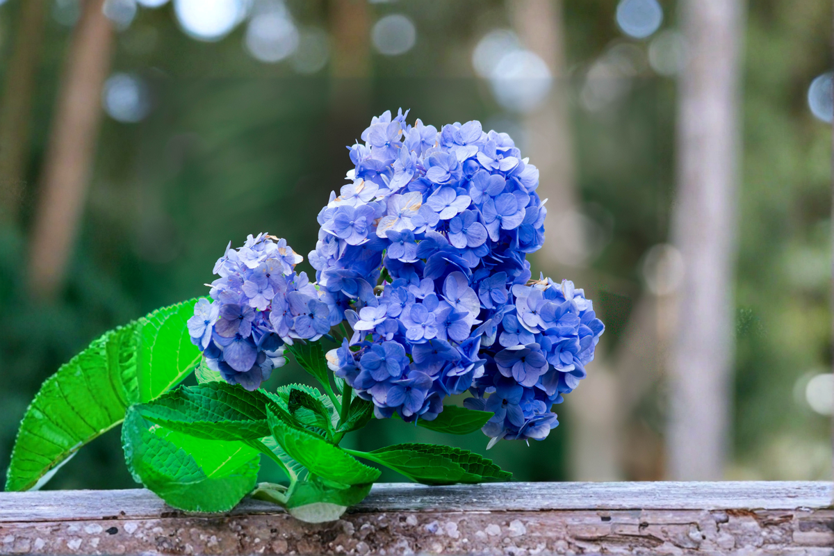 Nikko Blue Hydrangea Starter Plant (Hydrangea macrophylla) - 6–12 in