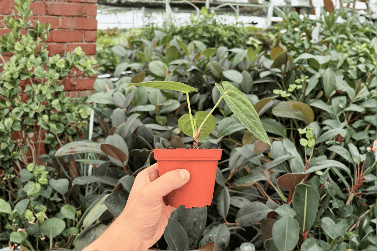 Anthurium Fort Sherman x Dark Silver – 2 Live Plants in 4-Inch Pots (FS x Dark Silver) Hybrid