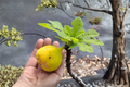 Yellow Long Neck Fig - Ficus carica Live Plant in 3-Inch Pot