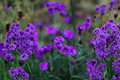 Verbena Empress Flair Cobalt Blue Live Plant - 4-Inch Pot
