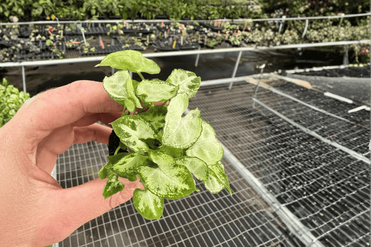 Syngonium Shorty Live Starter Plants – 2-Inch Nursery Size, Bare Root, 2 Pack
