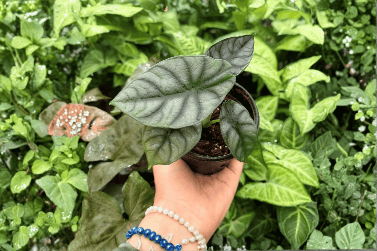 Alocasia White Dragon - 2 Exact Live Plants (Silver Dragon × Nebula) in 4" Pots