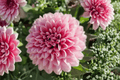 Cherie Pink Lace Dahlia - 1 Gallon Live Plant | Dahlia variabilis