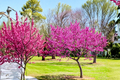 Oklahoma Redbud Tree 4–6 ft | Cercis canadensis ‘Oklahoma’ Pink Spring Blooms