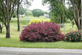 Wine & Roses Weigela - Weigela florida Live Plant in 4-Inch Pot