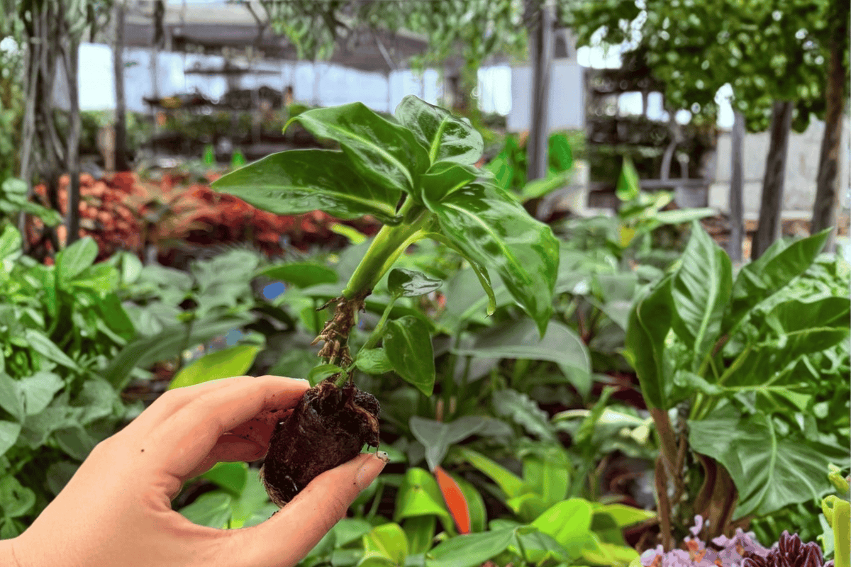 Dieffenbachia Green Magic Starter Plants (2) - Unrooted 2-Inch Pots
