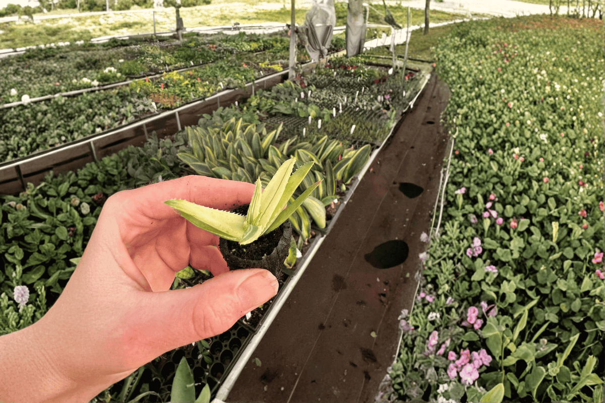 Aloe Solar Flare Live Starter Plants (2-Pack) – 2-Inch Nursery Pot Size, Bare Root