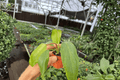 Philodendron Mayoi Live Plants – 2-Pack in 2-Inch Pots