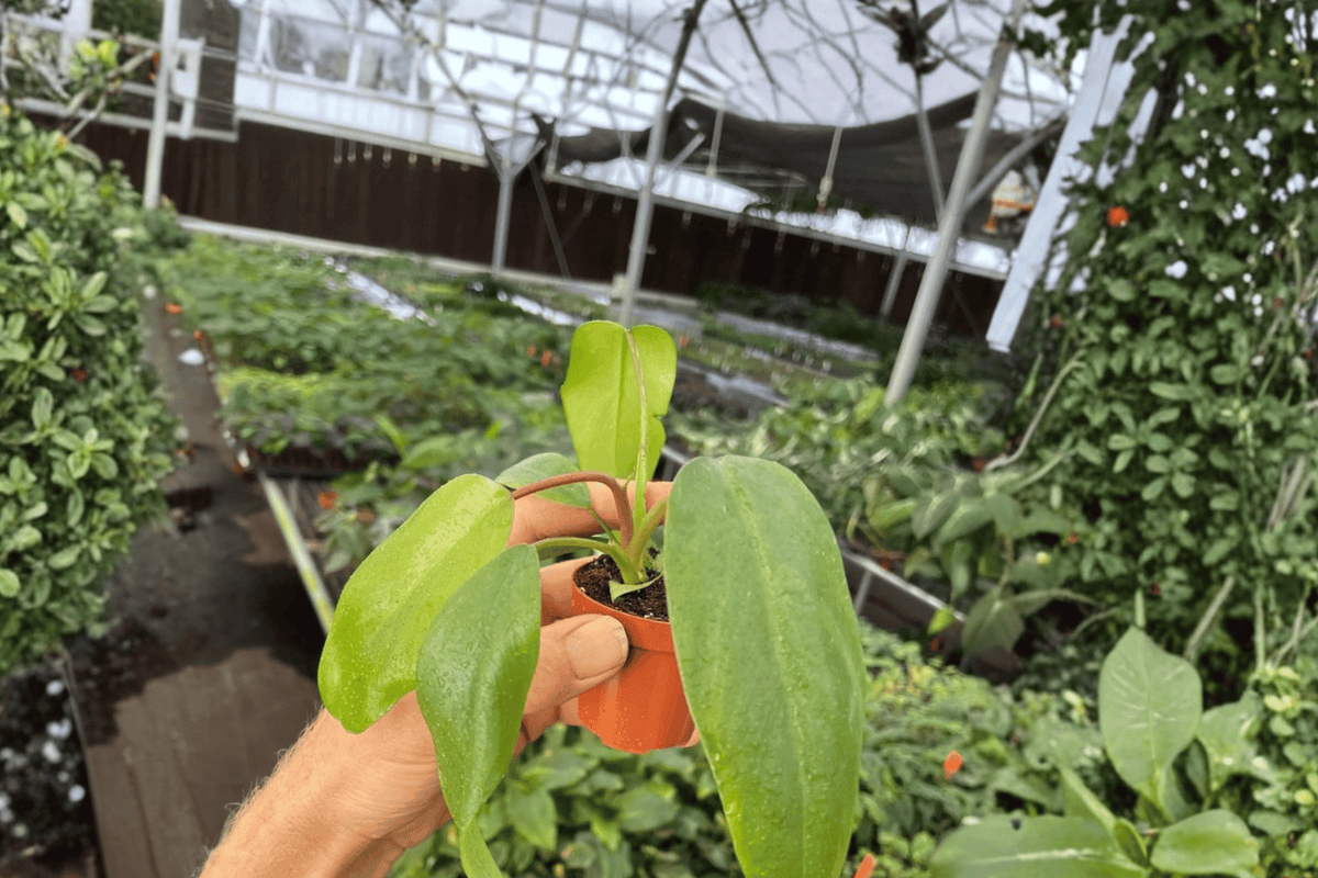 Philodendron Mayoi Live Plants – 2-Pack in 2-Inch Pots