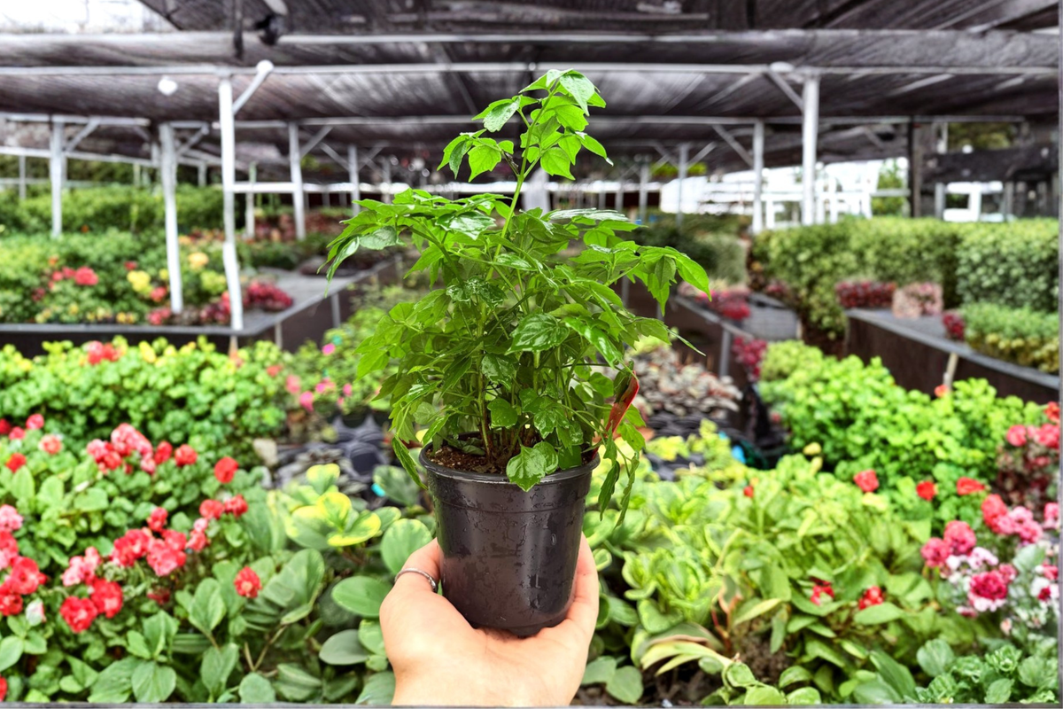 Radermachera sinica 'China Doll' Live Plants - 2 Pack in 4" Pots