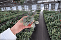 Peperomia albovittata ‘Piccolo Banda’ Starter Plants – 2-Pack
