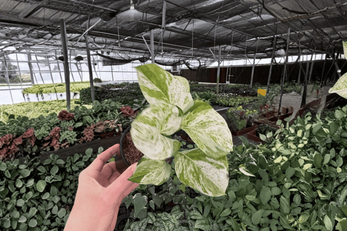 Manjula Pothos Live Plants (Epipremnum aureum 'Manjula') — 2-Pack in 4-Inch Pots