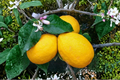 Meyer Lemon Seeds (2) - Citrus ×meyeri Seed Pack for Indoor/Outdoor Growing