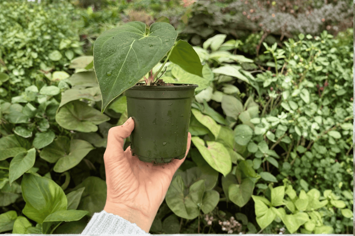 Anthurium Venom × Magnificum - 2 Live Plants in 4-Inch Pots (Exact Plants Shipped)