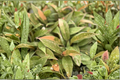 Philodendron Ring of Fire - Variegated Live Plant in 2-Inch Pot (Starter Plant)