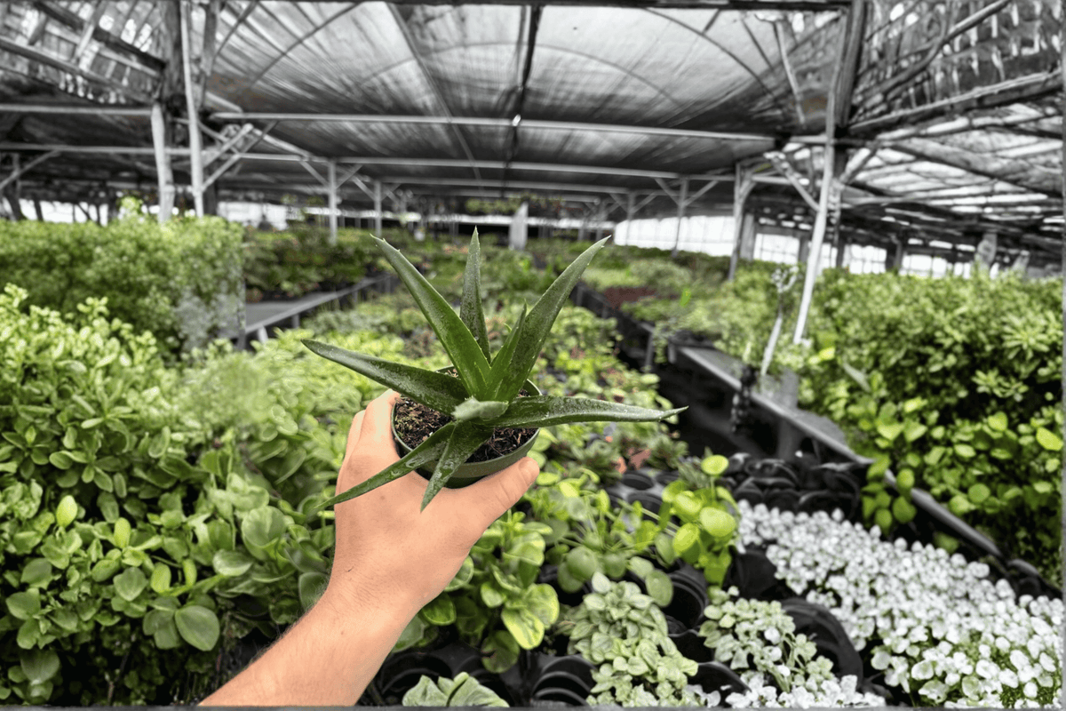 Aloe Black Gem - 2 Live Plants in 4-Inch Pots - Exact Plants Photoed